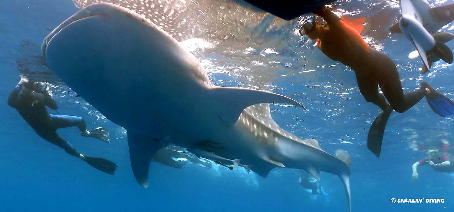 Plongée avec requin baleine à Nosy Be Madagascar